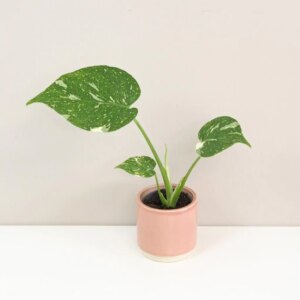 Monstera deliciosa ‘Thai constellation’ baby - bonsai terárium | rastlinné terárium | nenáročné rastliny | čistiace vzduch rastliny | vlhkomilné rastliny | ťahavé rastliny | izbové rastliny do tieňa | rastliny na rozptýlené svetlo | rastliny na priame slnko | bezpečné rastliny pre deti | bezpečné rastliny pre zvieratá | rastliny do kúpeľne | zelená dekorácia | starostlivosť o rastliny | DIY terárium