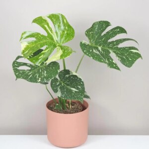 Monstera deliciosa ‘Thai constellation’ veľká - bonsai terárium | rastlinné terárium | nenáročné rastliny | čistiace vzduch rastliny | vlhkomilné rastliny | ťahavé rastliny | izbové rastliny do tieňa | rastliny na rozptýlené svetlo | rastliny na priame slnko | bezpečné rastliny pre deti | bezpečné rastliny pre zvieratá | rastliny do kúpeľne | zelená dekorácia | starostlivosť o rastliny | DIY terárium