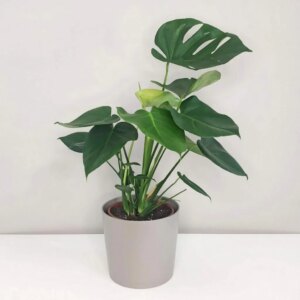 Monstera deliciosa veľká - bonsai terárium | rastlinné terárium | nenáročné rastliny | čistiace vzduch rastliny | vlhkomilné rastliny | ťahavé rastliny | izbové rastliny do tieňa | rastliny na rozptýlené svetlo | rastliny na priame slnko | bezpečné rastliny pre deti | bezpečné rastliny pre zvieratá | rastliny do kúpeľne | zelená dekorácia | starostlivosť o rastliny | DIY terárium