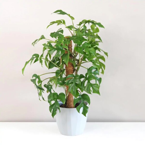 Rhaphidophora tetrasperma na machovom stĺpe (Monstera Minima) - bonsai terárium | rastlinné terárium | nenáročné rastliny | čistiace vzduch rastliny | vlhkomilné rastliny | ťahavé rastliny | izbové rastliny do tieňa | rastliny na rozptýlené svetlo | rastliny na priame slnko | bezpečné rastliny pre deti | bezpečné rastliny pre zvieratá | rastliny do kúpeľne | zelená dekorácia | starostlivosť o rastliny | DIY terárium