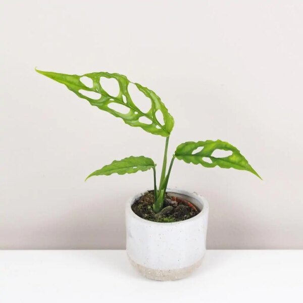 Monstera obliqua malá - bonsai terárium | rastlinné terárium | nenáročné rastliny | čistiace vzduch rastliny | vlhkomilné rastliny | ťahavé rastliny | izbové rastliny do tieňa | rastliny na rozptýlené svetlo | rastliny na priame slnko | bezpečné rastliny pre deti | bezpečné rastliny pre zvieratá | rastliny do kúpeľne | zelená dekorácia | starostlivosť o rastliny | DIY terárium