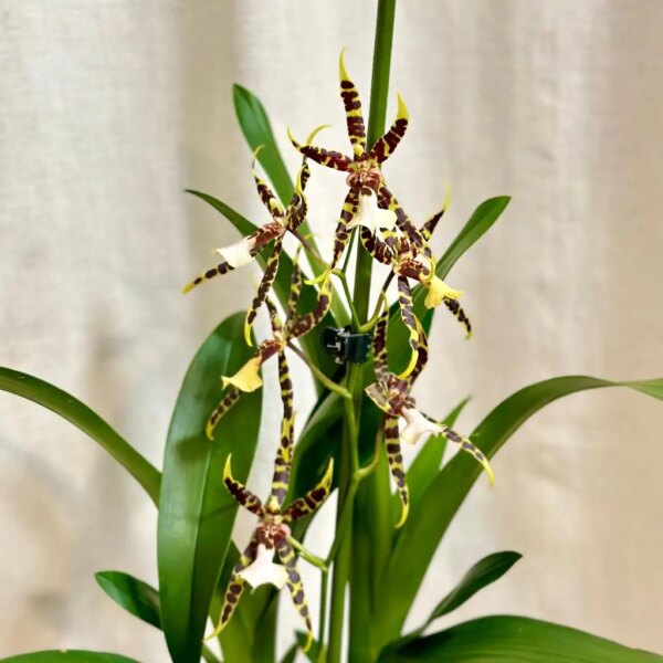 Orchidea Banfieldara Gilded Tower ‘Sunburst’ - bonsai terárium | rastlinné terárium | nenáročné rastliny | čistiace vzduch rastliny | vlhkomilné rastliny | ťahavé rastliny | izbové rastliny do tieňa | rastliny na rozptýlené svetlo | rastliny na priame slnko | bezpečné rastliny pre deti | bezpečné rastliny pre zvieratá | rastliny do kúpeľne | zelená dekorácia | starostlivosť o rastliny | DIY terárium