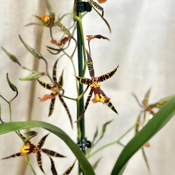 Orchidea Banfieldara Gilded Tower hybrid - bonsai terárium | rastlinné terárium | nenáročné rastliny | čistiace vzduch rastliny | vlhkomilné rastliny | ťahavé rastliny | izbové rastliny do tieňa | rastliny na rozptýlené svetlo | rastliny na priame slnko | bezpečné rastliny pre deti | bezpečné rastliny pre zvieratá | rastliny do kúpeľne | zelená dekorácia | starostlivosť o rastliny | DIY terárium