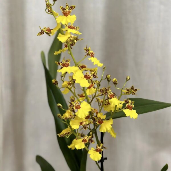 Orchidea Oncidium flexuosum - bonsai terárium | rastlinné terárium | nenáročné rastliny | čistiace vzduch rastliny | vlhkomilné rastliny | ťahavé rastliny | izbové rastliny do tieňa | rastliny na rozptýlené svetlo | rastliny na priame slnko | bezpečné rastliny pre deti | bezpečné rastliny pre zvieratá | rastliny do kúpeľne | zelená dekorácia | starostlivosť o rastliny | DIY terárium