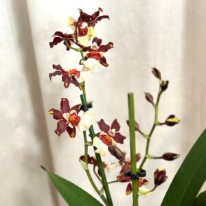 Orchidea Oncidium ‘Magic Oasis’ - bonsai terárium | rastlinné terárium | nenáročné rastliny | čistiace vzduch rastliny | vlhkomilné rastliny | ťahavé rastliny | izbové rastliny do tieňa | rastliny na rozptýlené svetlo | rastliny na priame slnko | bezpečné rastliny pre deti | bezpečné rastliny pre zvieratá | rastliny do kúpeľne | zelená dekorácia | starostlivosť o rastliny | DIY terárium