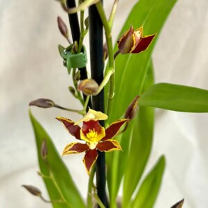 Orchidea Oncidium mirandum - bonsai terárium | rastlinné terárium | nenáročné rastliny | čistiace vzduch rastliny | vlhkomilné rastliny | ťahavé rastliny | izbové rastliny do tieňa | rastliny na rozptýlené svetlo | rastliny na priame slnko | bezpečné rastliny pre deti | bezpečné rastliny pre zvieratá | rastliny do kúpeľne | zelená dekorácia | starostlivosť o rastliny | DIY terárium