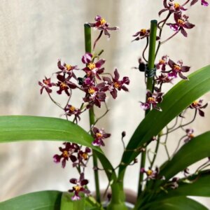 Orchidea Oncidium ‘Tariflor Lady’ - bonsai terárium | rastlinné terárium | nenáročné rastliny | čistiace vzduch rastliny | vlhkomilné rastliny | ťahavé rastliny | izbové rastliny do tieňa | rastliny na rozptýlené svetlo | rastliny na priame slnko | bezpečné rastliny pre deti | bezpečné rastliny pre zvieratá | rastliny do kúpeľne | zelená dekorácia | starostlivosť o rastliny | DIY terárium