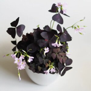 Oxalis triangularis - bonsai terárium | rastlinné terárium | nenáročné rastliny | čistiace vzduch rastliny | vlhkomilné rastliny | ťahavé rastliny | izbové rastliny do tieňa | rastliny na rozptýlené svetlo | rastliny na priame slnko | bezpečné rastliny pre deti | bezpečné rastliny pre zvieratá | rastliny do kúpeľne | zelená dekorácia | starostlivosť o rastliny | DIY terárium