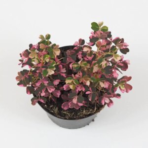 Oxalis vulcanicola ‘Pink’ - bonsai terárium | rastlinné terárium | nenáročné rastliny | čistiace vzduch rastliny | vlhkomilné rastliny | ťahavé rastliny | izbové rastliny do tieňa | rastliny na rozptýlené svetlo | rastliny na priame slnko | bezpečné rastliny pre deti | bezpečné rastliny pre zvieratá | rastliny do kúpeľne | zelená dekorácia | starostlivosť o rastliny | DIY terárium