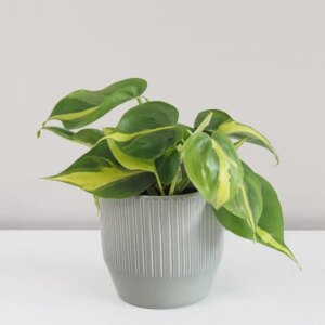 Philodendron scandens ‘Brasil’ - bonsai terárium | rastlinné terárium | nenáročné rastliny | čistiace vzduch rastliny | vlhkomilné rastliny | ťahavé rastliny | izbové rastliny do tieňa | rastliny na rozptýlené svetlo | rastliny na priame slnko | bezpečné rastliny pre deti | bezpečné rastliny pre zvieratá | rastliny do kúpeľne | zelená dekorácia | starostlivosť o rastliny | DIY terárium