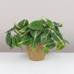 Philodendron scandens ‘Brasil’ veľký - bonsai terárium | rastlinné terárium | nenáročné rastliny | čistiace vzduch rastliny | vlhkomilné rastliny | ťahavé rastliny | izbové rastliny do tieňa | rastliny na rozptýlené svetlo | rastliny na priame slnko | bezpečné rastliny pre deti | bezpečné rastliny pre zvieratá | rastliny do kúpeľne | zelená dekorácia | starostlivosť o rastliny | DIY terárium