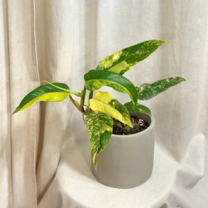 Philodendron domesticum variegata veľký - bonsai terárium | rastlinné terárium | nenáročné rastliny | čistiace vzduch rastliny | vlhkomilné rastliny | ťahavé rastliny | izbové rastliny do tieňa | rastliny na rozptýlené svetlo | rastliny na priame slnko | bezpečné rastliny pre deti | bezpečné rastliny pre zvieratá | rastliny do kúpeľne | zelená dekorácia | starostlivosť o rastliny | DIY terárium