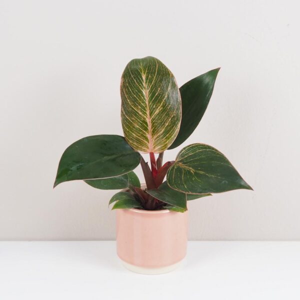 Philodendron ‘Pink Bikini’ / ‘Pink Birkin’ - bonsai terárium | rastlinné terárium | nenáročné rastliny | čistiace vzduch rastliny | vlhkomilné rastliny | ťahavé rastliny | izbové rastliny do tieňa | rastliny na rozptýlené svetlo | rastliny na priame slnko | bezpečné rastliny pre deti | bezpečné rastliny pre zvieratá | rastliny do kúpeľne | zelená dekorácia | starostlivosť o rastliny | DIY terárium