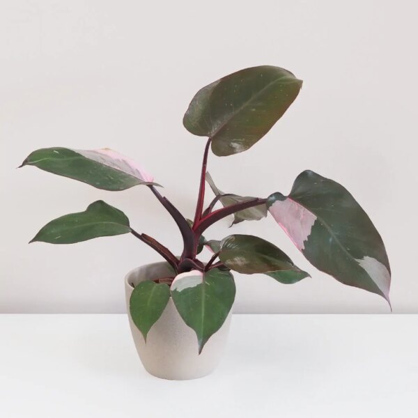 Philodendron ‘Pink Princess’ veľký - bonsai terárium | rastlinné terárium | nenáročné rastliny | čistiace vzduch rastliny | vlhkomilné rastliny | ťahavé rastliny | izbové rastliny do tieňa | rastliny na rozptýlené svetlo | rastliny na priame slnko | bezpečné rastliny pre deti | bezpečné rastliny pre zvieratá | rastliny do kúpeľne | zelená dekorácia | starostlivosť o rastliny | DIY terárium