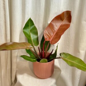 Philodendron ‘Prince of Orange’ maxi - bonsai terárium | rastlinné terárium | nenáročné rastliny | čistiace vzduch rastliny | vlhkomilné rastliny | ťahavé rastliny | izbové rastliny do tieňa | rastliny na rozptýlené svetlo | rastliny na priame slnko | bezpečné rastliny pre deti | bezpečné rastliny pre zvieratá | rastliny do kúpeľne | zelená dekorácia | starostlivosť o rastliny | DIY terárium