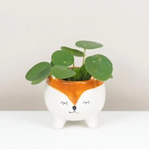 Pilea peperomioides malá - bonsai terárium | rastlinné terárium | nenáročné rastliny | čistiace vzduch rastliny | vlhkomilné rastliny | ťahavé rastliny | izbové rastliny do tieňa | rastliny na rozptýlené svetlo | rastliny na priame slnko | bezpečné rastliny pre deti | bezpečné rastliny pre zvieratá | rastliny do kúpeľne | zelená dekorácia | starostlivosť o rastliny | DIY terárium