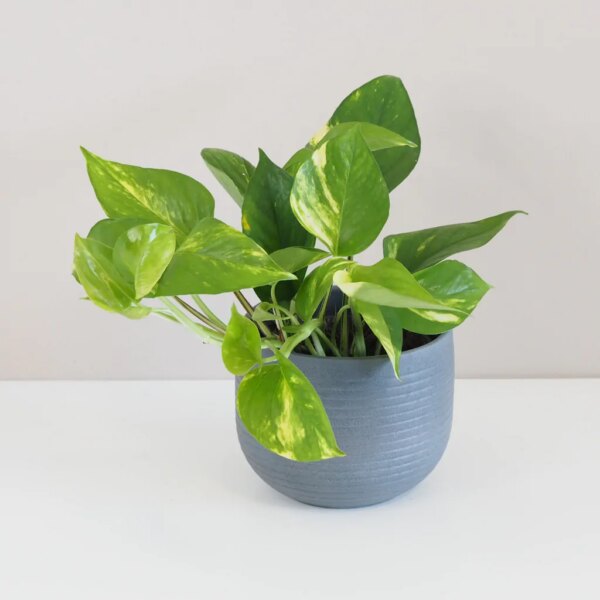 Pothos Epipremnum aureum - bonsai terárium | rastlinné terárium | nenáročné rastliny | čistiace vzduch rastliny | vlhkomilné rastliny | ťahavé rastliny | izbové rastliny do tieňa | rastliny na rozptýlené svetlo | rastliny na priame slnko | bezpečné rastliny pre deti | bezpečné rastliny pre zvieratá | rastliny do kúpeľne | zelená dekorácia | starostlivosť o rastliny | DIY terárium