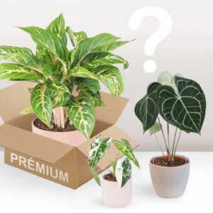 Rastlinné predplatné prémium 12 mesiacov - bonsai terárium | rastlinné terárium | nenáročné rastliny | čistiace vzduch rastliny | vlhkomilné rastliny | ťahavé rastliny | izbové rastliny do tieňa | rastliny na rozptýlené svetlo | rastliny na priame slnko | bezpečné rastliny pre deti | bezpečné rastliny pre zvieratá | rastliny do kúpeľne | zelená dekorácia | starostlivosť o rastliny | DIY terárium