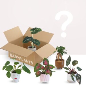 Rastlinné predplatné baby plants 12 mesiacov - bonsai terárium | rastlinné terárium | nenáročné rastliny | čistiace vzduch rastliny | vlhkomilné rastliny | ťahavé rastliny | izbové rastliny do tieňa | rastliny na rozptýlené svetlo | rastliny na priame slnko | bezpečné rastliny pre deti | bezpečné rastliny pre zvieratá | rastliny do kúpeľne | zelená dekorácia | starostlivosť o rastliny | DIY terárium