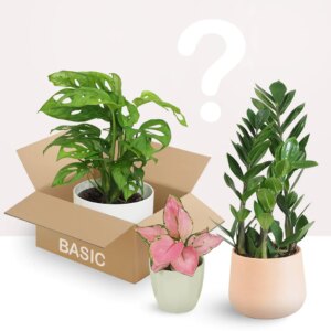 Rastlinné predplatné basic 3 mesiace - bonsai terárium | rastlinné terárium | nenáročné rastliny | čistiace vzduch rastliny | vlhkomilné rastliny | ťahavé rastliny | izbové rastliny do tieňa | rastliny na rozptýlené svetlo | rastliny na priame slnko | bezpečné rastliny pre deti | bezpečné rastliny pre zvieratá | rastliny do kúpeľne | zelená dekorácia | starostlivosť o rastliny | DIY terárium