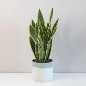 Sansevieria trifasciata ‘Laurentii’ veľká - bonsai terárium | rastlinné terárium | nenáročné rastliny | čistiace vzduch rastliny | vlhkomilné rastliny | ťahavé rastliny | izbové rastliny do tieňa | rastliny na rozptýlené svetlo | rastliny na priame slnko | bezpečné rastliny pre deti | bezpečné rastliny pre zvieratá | rastliny do kúpeľne | zelená dekorácia | starostlivosť o rastliny | DIY terárium