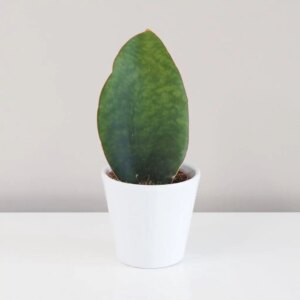 Sansevieria masoniana ‘Victoria’ - bonsai terárium | rastlinné terárium | nenáročné rastliny | čistiace vzduch rastliny | vlhkomilné rastliny | ťahavé rastliny | izbové rastliny do tieňa | rastliny na rozptýlené svetlo | rastliny na priame slnko | bezpečné rastliny pre deti | bezpečné rastliny pre zvieratá | rastliny do kúpeľne | zelená dekorácia | starostlivosť o rastliny | DIY terárium