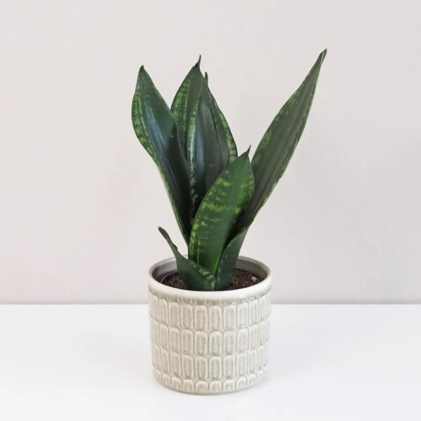 Sansevieria ‘Silver Flame’ - bonsai terárium | rastlinné terárium | nenáročné rastliny | čistiace vzduch rastliny | vlhkomilné rastliny | ťahavé rastliny | izbové rastliny do tieňa | rastliny na rozptýlené svetlo | rastliny na priame slnko | bezpečné rastliny pre deti | bezpečné rastliny pre zvieratá | rastliny do kúpeľne | zelená dekorácia | starostlivosť o rastliny | DIY terárium