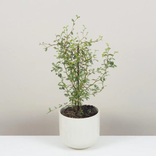 Sophora prostrata ‘Little baby’ - bonsai terárium | rastlinné terárium | nenáročné rastliny | čistiace vzduch rastliny | vlhkomilné rastliny | ťahavé rastliny | izbové rastliny do tieňa | rastliny na rozptýlené svetlo | rastliny na priame slnko | bezpečné rastliny pre deti | bezpečné rastliny pre zvieratá | rastliny do kúpeľne | zelená dekorácia | starostlivosť o rastliny | DIY terárium