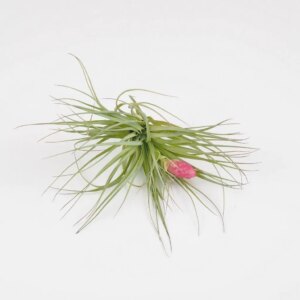 Tillandsia cotton candy - bonsai terárium | rastlinné terárium | nenáročné rastliny | čistiace vzduch rastliny | vlhkomilné rastliny | ťahavé rastliny | izbové rastliny do tieňa | rastliny na rozptýlené svetlo | rastliny na priame slnko | bezpečné rastliny pre deti | bezpečné rastliny pre zvieratá | rastliny do kúpeľne | zelená dekorácia | starostlivosť o rastliny | DIY terárium