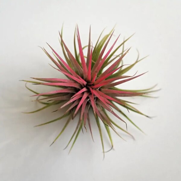 Tillandsia ionantha ružová - bonsai terárium | rastlinné terárium | nenáročné rastliny | čistiace vzduch rastliny | vlhkomilné rastliny | ťahavé rastliny | izbové rastliny do tieňa | rastliny na rozptýlené svetlo | rastliny na priame slnko | bezpečné rastliny pre deti | bezpečné rastliny pre zvieratá | rastliny do kúpeľne | zelená dekorácia | starostlivosť o rastliny | DIY terárium