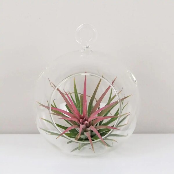 Tillandsia ionantha ružová v aeráriu - rastlinne terarium, rastliny do teraria, nadoba na rastlinne terarium, rastlinne terarium cena, rastlinne terarium navod, rastlinne terarium obi, rastlinne terarium predaj, rastlinne terarium starostlivost, rastliny vhodne do teraria, terarium rastlinne, umele rastliny do teraria, uzavrete rastlinne terarium, zatvorene rastlinne terarium, zive rastliny do teraria, zive rastliny do terária