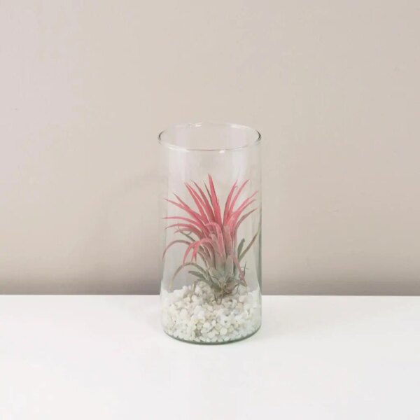 Tillandsia ionantha ružová v skle - rastlinne terarium, rastliny do teraria, nadoba na rastlinne terarium, rastlinne terarium cena, rastlinne terarium navod, rastlinne terarium obi, rastlinne terarium predaj, rastlinne terarium starostlivost, rastliny vhodne do teraria, terarium rastlinne, umele rastliny do teraria, uzavrete rastlinne terarium, zatvorene rastlinne terarium, zive rastliny do teraria, zive rastliny do terária