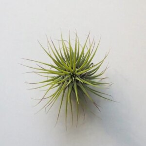 Tillandsia ionantha zelená - bonsai terárium | rastlinné terárium | nenáročné rastliny | čistiace vzduch rastliny | vlhkomilné rastliny | ťahavé rastliny | izbové rastliny do tieňa | rastliny na rozptýlené svetlo | rastliny na priame slnko | bezpečné rastliny pre deti | bezpečné rastliny pre zvieratá | rastliny do kúpeľne | zelená dekorácia | starostlivosť o rastliny | DIY terárium