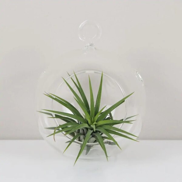 Tillandsia ionantha zelená v aeráriu - rastlinne terarium, rastliny do teraria, nadoba na rastlinne terarium, rastlinne terarium cena, rastlinne terarium navod, rastlinne terarium obi, rastlinne terarium predaj, rastlinne terarium starostlivost, rastliny vhodne do teraria, terarium rastlinne, umele rastliny do teraria, uzavrete rastlinne terarium, zatvorene rastlinne terarium, zive rastliny do teraria, zive rastliny do terária