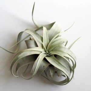 Tillandsia xerographica stredná - bonsai terárium | rastlinné terárium | nenáročné rastliny | čistiace vzduch rastliny | vlhkomilné rastliny | ťahavé rastliny | izbové rastliny do tieňa | rastliny na rozptýlené svetlo | rastliny na priame slnko | bezpečné rastliny pre deti | bezpečné rastliny pre zvieratá | rastliny do kúpeľne | zelená dekorácia | starostlivosť o rastliny | DIY terárium