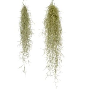 Tillandsia usneoides - bonsai terárium | rastlinné terárium | nenáročné rastliny | čistiace vzduch rastliny | vlhkomilné rastliny | ťahavé rastliny | izbové rastliny do tieňa | rastliny na rozptýlené svetlo | rastliny na priame slnko | bezpečné rastliny pre deti | bezpečné rastliny pre zvieratá | rastliny do kúpeľne | zelená dekorácia | starostlivosť o rastliny | DIY terárium