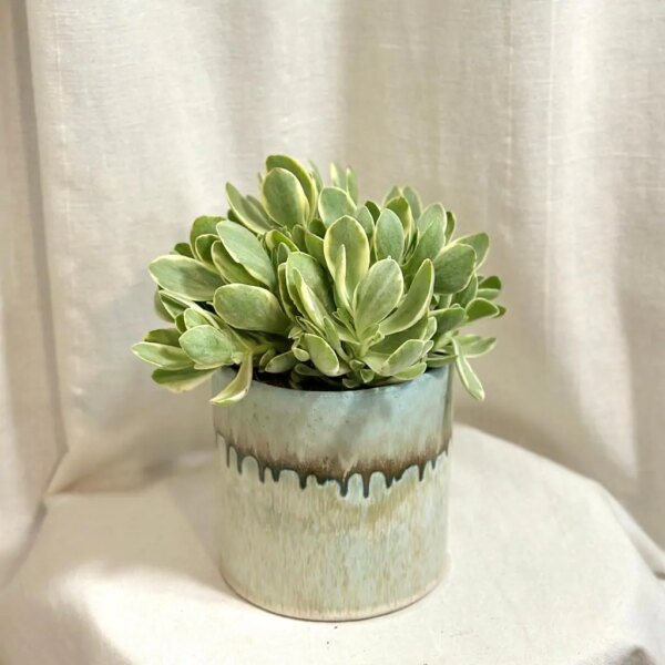 Tučnolist / Crassula swaziensis variegata ‘Money Maker’ - bonsai terárium | rastlinné terárium | nenáročné rastliny | čistiace vzduch rastliny | vlhkomilné rastliny | ťahavé rastliny | izbové rastliny do tieňa | rastliny na rozptýlené svetlo | rastliny na priame slnko | bezpečné rastliny pre deti | bezpečné rastliny pre zvieratá | rastliny do kúpeľne | zelená dekorácia | starostlivosť o rastliny | DIY terárium