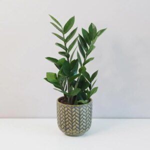 Zamioculcas zamiifolia - bonsai terárium | rastlinné terárium | nenáročné rastliny | čistiace vzduch rastliny | vlhkomilné rastliny | ťahavé rastliny | izbové rastliny do tieňa | rastliny na rozptýlené svetlo | rastliny na priame slnko | bezpečné rastliny pre deti | bezpečné rastliny pre zvieratá | rastliny do kúpeľne | zelená dekorácia | starostlivosť o rastliny | DIY terárium