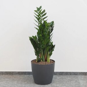 Zamioculcas zamiifolia veľký - bonsai terárium | rastlinné terárium | nenáročné rastliny | čistiace vzduch rastliny | vlhkomilné rastliny | ťahavé rastliny | izbové rastliny do tieňa | rastliny na rozptýlené svetlo | rastliny na priame slnko | bezpečné rastliny pre deti | bezpečné rastliny pre zvieratá | rastliny do kúpeľne | zelená dekorácia | starostlivosť o rastliny | DIY terárium