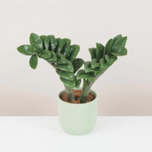 Zamioculcas ‘Zenzi’ stredný - bonsai terárium | rastlinné terárium | nenáročné rastliny | čistiace vzduch rastliny | vlhkomilné rastliny | ťahavé rastliny | izbové rastliny do tieňa | rastliny na rozptýlené svetlo | rastliny na priame slnko | bezpečné rastliny pre deti | bezpečné rastliny pre zvieratá | rastliny do kúpeľne | zelená dekorácia | starostlivosť o rastliny | DIY terárium