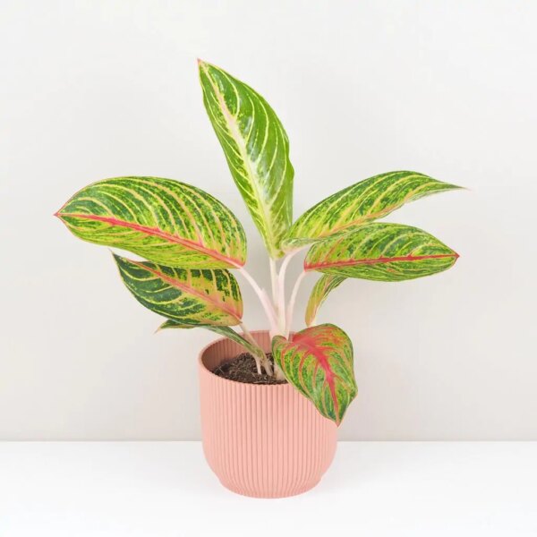 Aglaonema ‘Red Okapi’ - bonsai terárium | rastlinné terárium | nenáročné rastliny | čistiace vzduch rastliny | vlhkomilné rastliny | ťahavé rastliny | izbové rastliny do tieňa | rastliny na rozptýlené svetlo | rastliny na priame slnko | bezpečné rastliny pre deti | bezpečné rastliny pre zvieratá | rastliny do kúpeľne | zelená dekorácia | starostlivosť o rastliny | DIY terárium