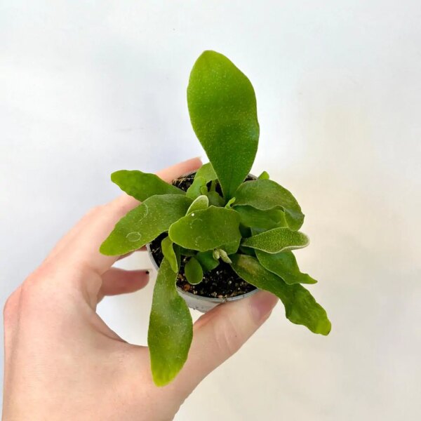 Platycerium bifurcatum malé - bonsai terárium | rastlinné terárium | nenáročné rastliny | čistiace vzduch rastliny | vlhkomilné rastliny | ťahavé rastliny | izbové rastliny do tieňa | rastliny na rozptýlené svetlo | rastliny na priame slnko | bezpečné rastliny pre deti | bezpečné rastliny pre zvieratá | rastliny do kúpeľne | zelená dekorácia | starostlivosť o rastliny | DIY terárium