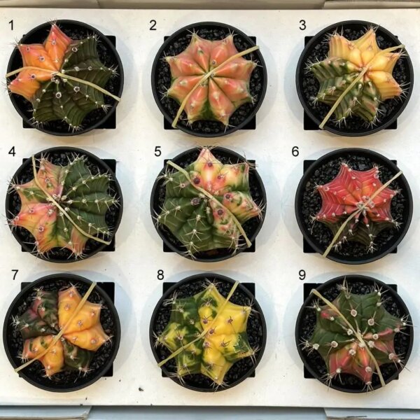 Kaktus Gymnocalycium mihanovichii variegata 6 - bonsai terárium | rastlinné terárium | nenáročné rastliny | čistiace vzduch rastliny | vlhkomilné rastliny | ťahavé rastliny | izbové rastliny do tieňa | rastliny na rozptýlené svetlo | rastliny na priame slnko | bezpečné rastliny pre deti | bezpečné rastliny pre zvieratá | rastliny do kúpeľne | zelená dekorácia | starostlivosť o rastliny | DIY terárium