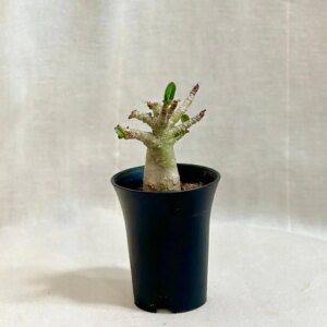 Adenium ‘Ansu Baobab’ baby - bonsai terárium | rastlinné terárium | nenáročné rastliny | čistiace vzduch rastliny | vlhkomilné rastliny | ťahavé rastliny | izbové rastliny do tieňa | rastliny na rozptýlené svetlo | rastliny na priame slnko | bezpečné rastliny pre deti | bezpečné rastliny pre zvieratá | rastliny do kúpeľne | zelená dekorácia | starostlivosť o rastliny | DIY terárium