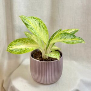 Aglaonema ‘Arctic Lime’ - bonsai terárium | rastlinné terárium | nenáročné rastliny | čistiace vzduch rastliny | vlhkomilné rastliny | ťahavé rastliny | izbové rastliny do tieňa | rastliny na rozptýlené svetlo | rastliny na priame slnko | bezpečné rastliny pre deti | bezpečné rastliny pre zvieratá | rastliny do kúpeľne | zelená dekorácia | starostlivosť o rastliny | DIY terárium