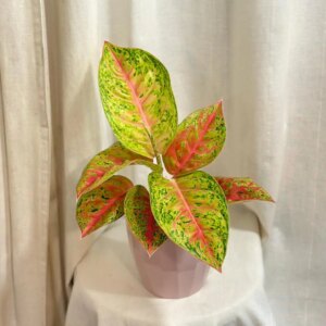 Aglaonema ‘Grand Poppy’ - bonsai terárium | rastlinné terárium | nenáročné rastliny | čistiace vzduch rastliny | vlhkomilné rastliny | ťahavé rastliny | izbové rastliny do tieňa | rastliny na rozptýlené svetlo | rastliny na priame slnko | bezpečné rastliny pre deti | bezpečné rastliny pre zvieratá | rastliny do kúpeľne | zelená dekorácia | starostlivosť o rastliny | DIY terárium
