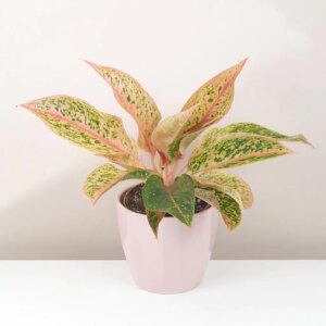 Aglaonema ‘Prestige’ - bonsai terárium | rastlinné terárium | nenáročné rastliny | čistiace vzduch rastliny | vlhkomilné rastliny | ťahavé rastliny | izbové rastliny do tieňa | rastliny na rozptýlené svetlo | rastliny na priame slnko | bezpečné rastliny pre deti | bezpečné rastliny pre zvieratá | rastliny do kúpeľne | zelená dekorácia | starostlivosť o rastliny | DIY terárium