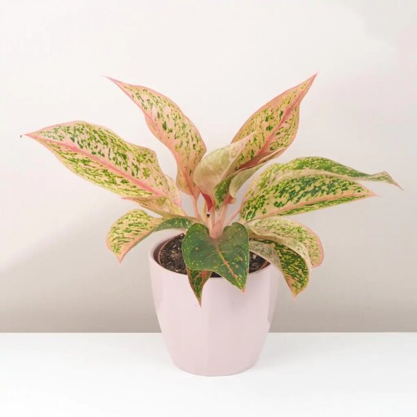 Aglaonema ‘Prestige’ - bonsai terárium | rastlinné terárium | nenáročné rastliny | čistiace vzduch rastliny | vlhkomilné rastliny | ťahavé rastliny | izbové rastliny do tieňa | rastliny na rozptýlené svetlo | rastliny na priame slnko | bezpečné rastliny pre deti | bezpečné rastliny pre zvieratá | rastliny do kúpeľne | zelená dekorácia | starostlivosť o rastliny | DIY terárium