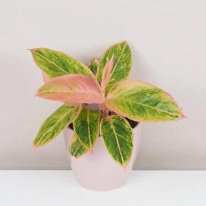Aglaonema ‘Salmon Fantasy’ - bonsai terárium | rastlinné terárium | nenáročné rastliny | čistiace vzduch rastliny | vlhkomilné rastliny | ťahavé rastliny | izbové rastliny do tieňa | rastliny na rozptýlené svetlo | rastliny na priame slnko | bezpečné rastliny pre deti | bezpečné rastliny pre zvieratá | rastliny do kúpeľne | zelená dekorácia | starostlivosť o rastliny | DIY terárium