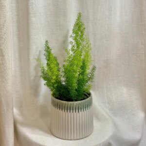 Asparagus densiflorus ‘Meyerii’ - bonsai terárium | rastlinné terárium | nenáročné rastliny | čistiace vzduch rastliny | vlhkomilné rastliny | ťahavé rastliny | izbové rastliny do tieňa | rastliny na rozptýlené svetlo | rastliny na priame slnko | bezpečné rastliny pre deti | bezpečné rastliny pre zvieratá | rastliny do kúpeľne | zelená dekorácia | starostlivosť o rastliny | DIY terárium